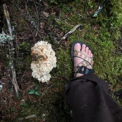 Western cauliflower mushroom thumbnail 3