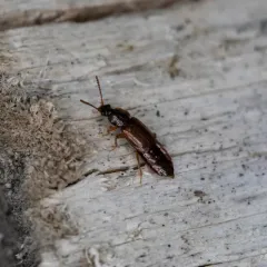 Weakly-keeled Ocellate Rove Beetle thumbnail 2