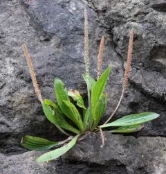 Tall Coastal Plantain thumbnail 2