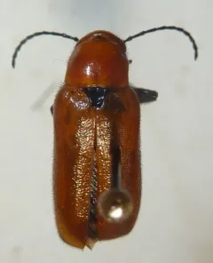 Nemognatha lutea thumbnail 4