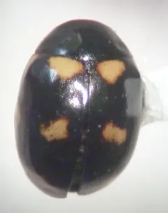 Ute Western Spurleg thumbnail 1