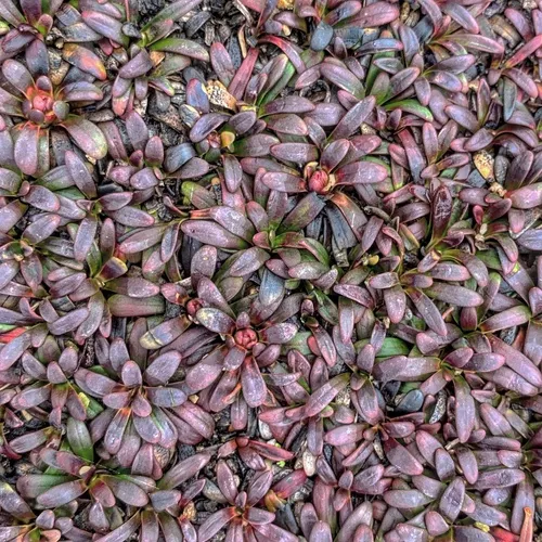 Diapensia