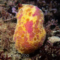 Sea Lemon thumbnail 2