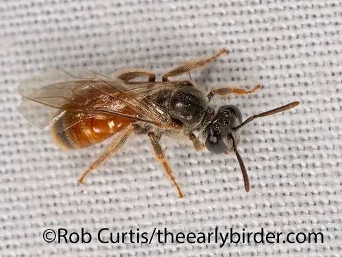 Texas Nocturnal Sweat Bee
