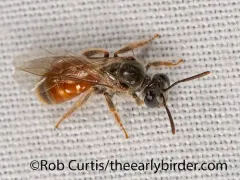 Texas Nocturnal Sweat Bee thumbnail 1