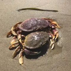 Dungeness Crab thumbnail 2