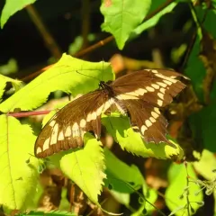 Eastern Giant Swallowtail thumbnail 2