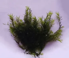 Water Pocket Moss thumbnail 2