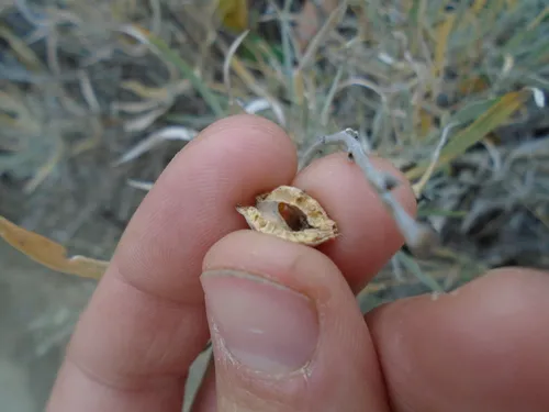 Eutreta longicornis