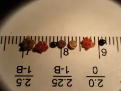 Roland's Seablite thumbnail 1