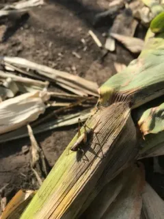 Woodland Meadow Katydid thumbnail 3