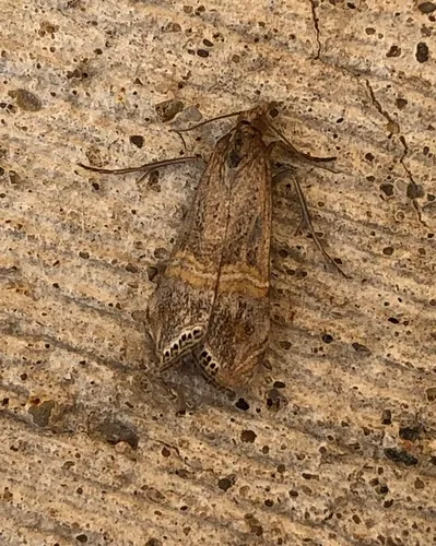 Belted Grass-veneer