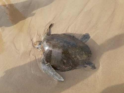 Olive Ridley Sea Turtle
