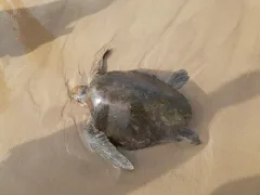 Olive Ridley Sea Turtle thumbnail 1