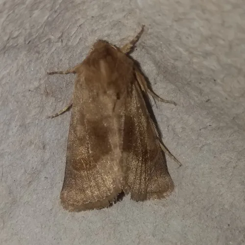 Nephelodes demaculata