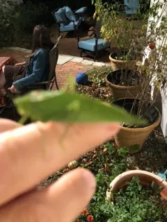 Lesser Anglewing thumbnail 2