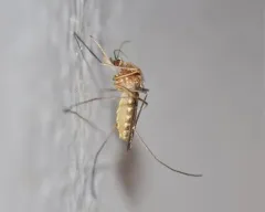 Common house mosquito thumbnail 2