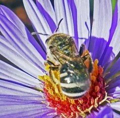 White-banded Sweat Bee thumbnail 4