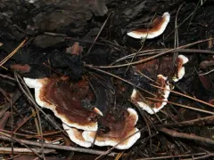 Conifer-base Polypore thumbnail 2