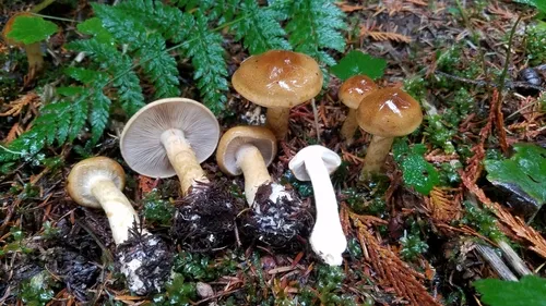 Phlegmacium pallidifolium