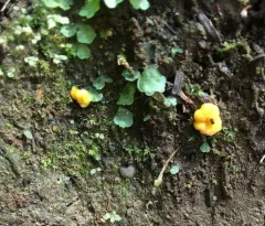Endogone pisiformis thumbnail 2