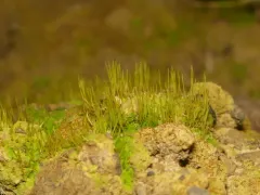 naked flag-moss thumbnail 2