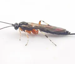 Tromatobia ovivora thumbnail 1