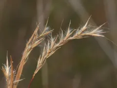 Seaside Bluestem thumbnail 4