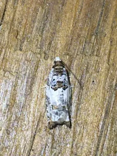 Winterberry Moth thumbnail 2