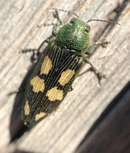 Buprestis langii