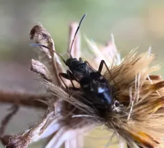 Ligyrocoris sylvestris thumbnail 3