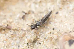 Stenus comma thumbnail 2