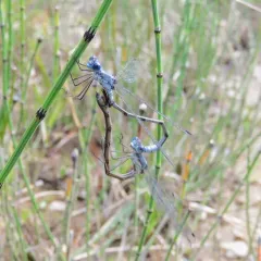 Sweetflag Spreadwing thumbnail 2