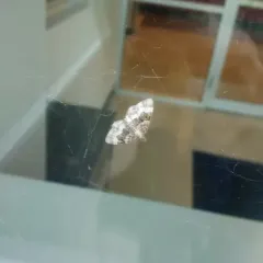 Common Carpet Moth thumbnail 4