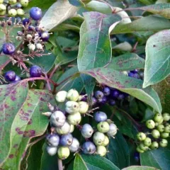 silky dogwood thumbnail 2