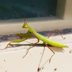 European Mantis thumbnail 2