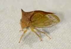 Stictolobus borealis thumbnail 1
