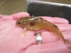 Brindled Madtom thumbnail 1
