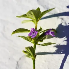 basil-thyme thumbnail 3