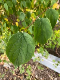 Hoary Mock Orange thumbnail 2