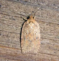 Thelma's Agonopterix Moth thumbnail 3