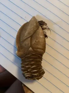 Arcoscalpellum michelottianum thumbnail 4