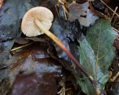 bristled parachute thumbnail 1