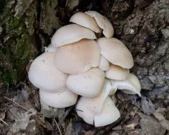beech leech thumbnail 2