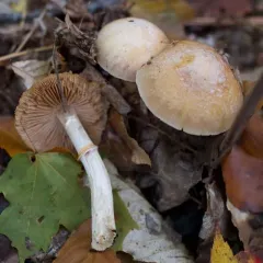 Wrinkled Cortinarius thumbnail 1