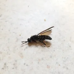 Black Soldier Fly thumbnail 1