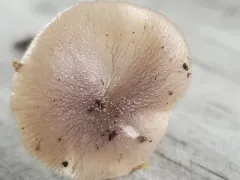 Netted Fieldcap thumbnail 2
