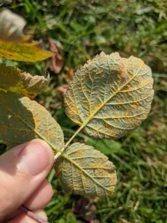 Aculeastrum americanum thumbnail 2