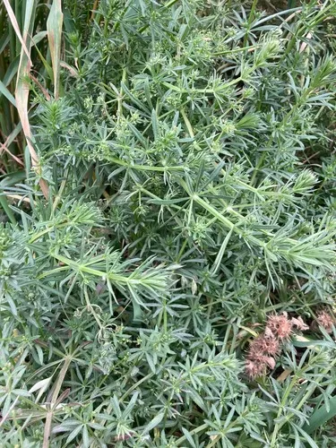 False Cleavers