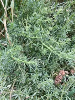 False Cleavers thumbnail 1